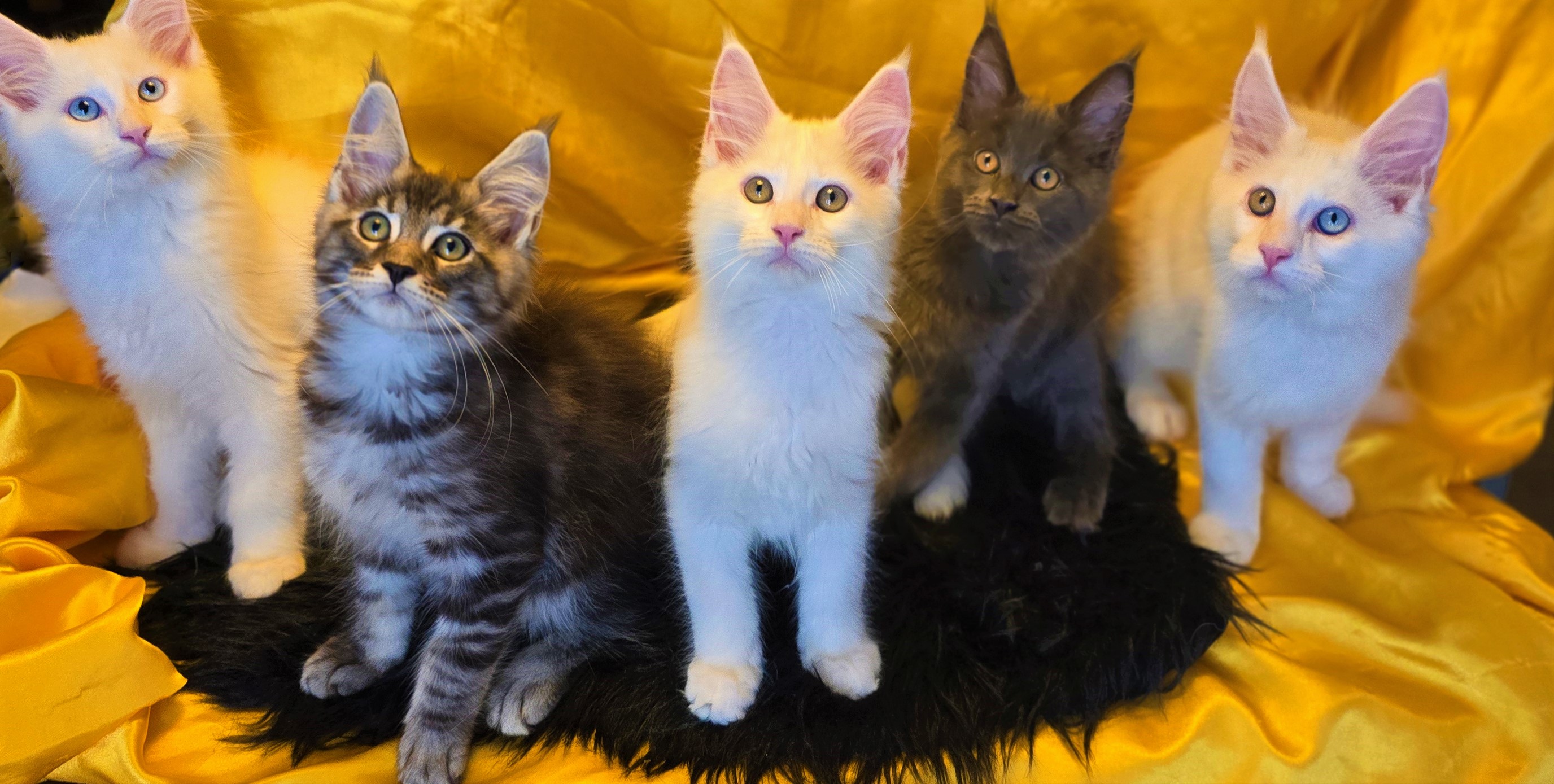 Litters